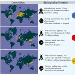 Scientists Sequence Genomes of European and Asian Hornets