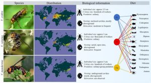 Scientists Sequence Genomes of European and Asian Hornets