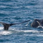 How do you study one of the world’s rarest whales?