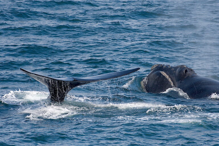 How do you study one of the world’s rarest whales?