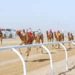 Under Patronage of HRH Crown Prince, activities of AlUla Camel Cup start