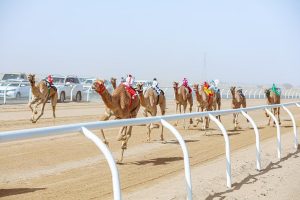 Under Patronage of HRH Crown Prince, activities of AlUla Camel Cup start