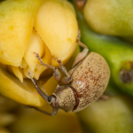 Move over, bees: The lowly weevil is a power pollinator