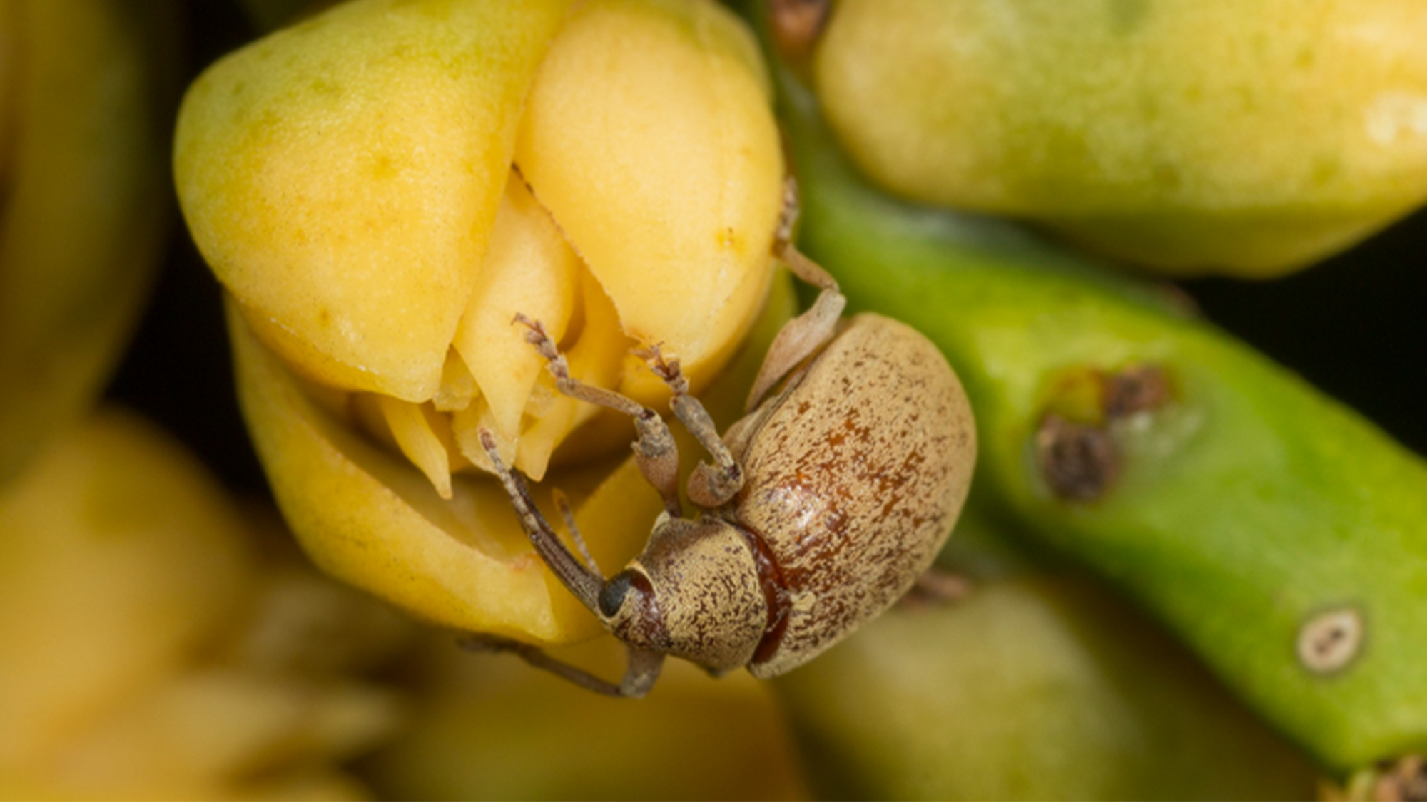 Move over, bees: The lowly weevil is a power pollinator