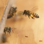 Honeybee health blooms at federal facilities across the country