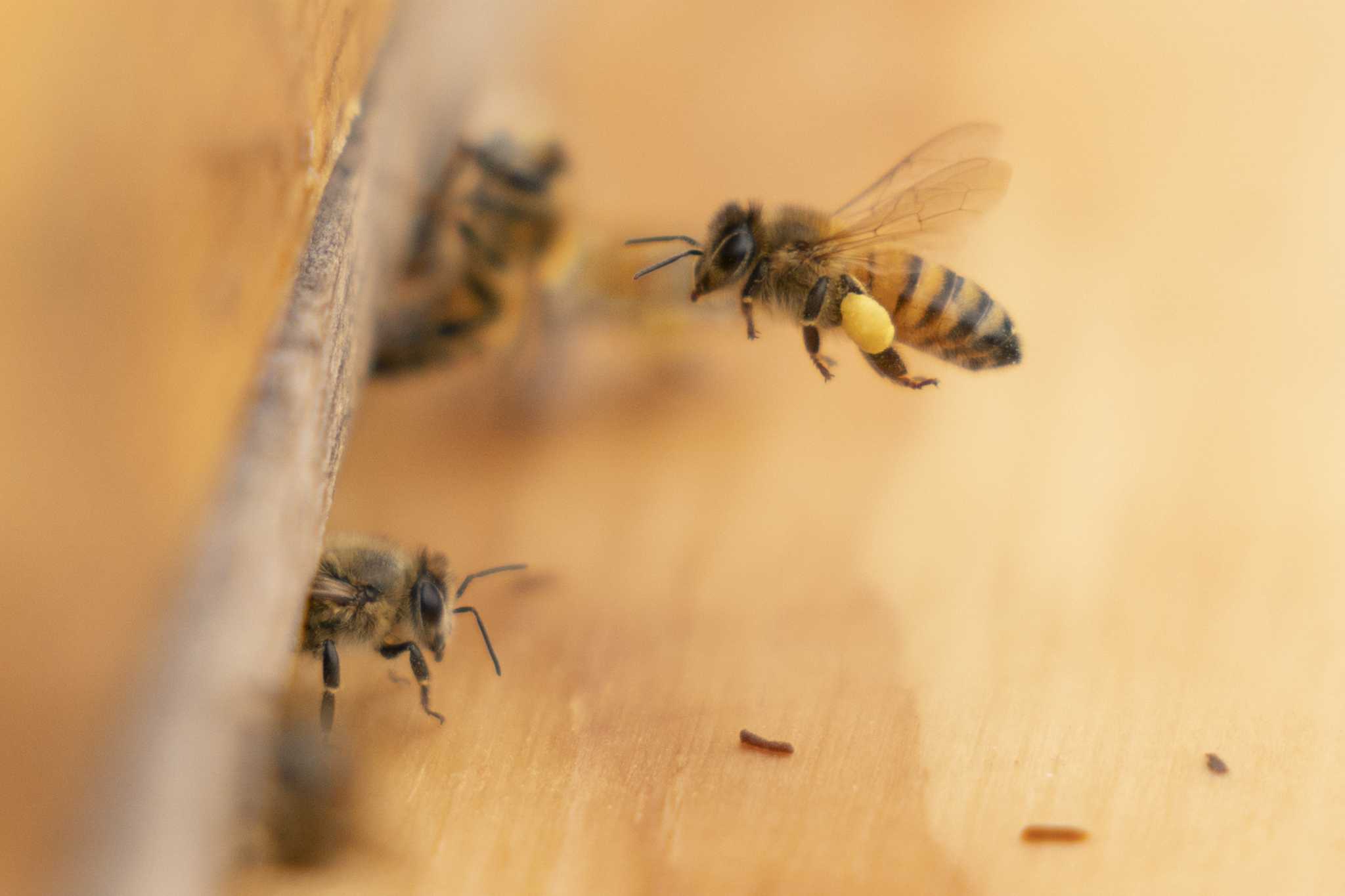 Honeybee health blooms at federal facilities across the country