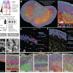 Multimodal spatiotemporal phenotyping of human retinal organoid development