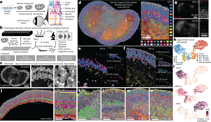 Multimodal spatiotemporal phenotyping of human retinal organoid development