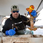 North American lobster industry confronts ‘ropeless’ traps after whale entanglements