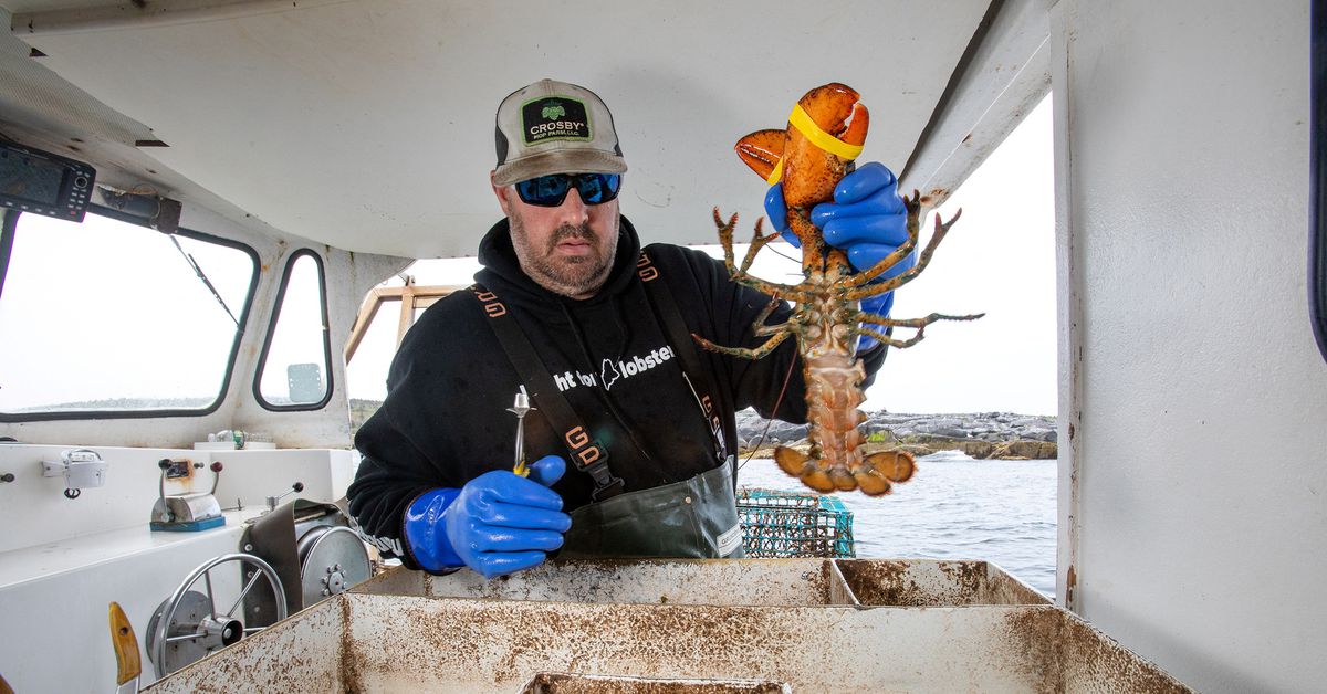 North American lobster industry confronts ‘ropeless’ traps after whale entanglements