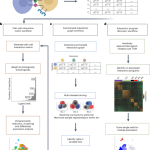 Comparative analysis of cell–cell communication at single-cell resolution