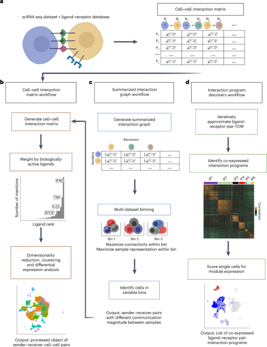 Comparative analysis of cell–cell communication at single-cell resolution