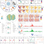 scDesign3 generates realistic in silico data for multimodal single-cell and spatial omics