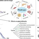 Taurine deficiency as a driver of aging | Science