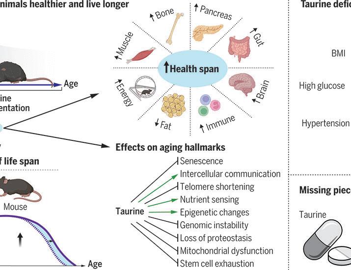 Taurine deficiency as a driver of aging | Science