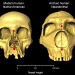 Neanderthals Passed On Their Large Noses to Modern Humans