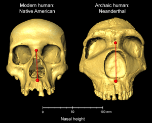 Neanderthals Passed On Their Large Noses to Modern Humans