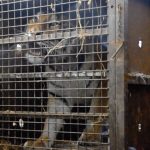 Tigers being traded in Europe, IOW Sanctuary supports rescue operation.