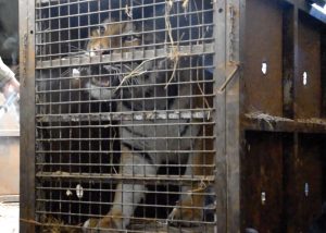 Tigers being traded in Europe, IOW Sanctuary supports rescue operation.