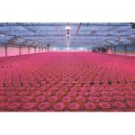 ams OSRAM unveils latest horticulture news: Enhanced 640 nm Red addition expands OSLON® Optimal horticultural LED Series