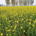 The government can’t stop use of herbicide on GM crops, say activists