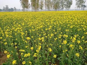 The government can’t stop use of herbicide on GM crops, say activists