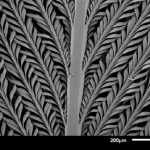 ‘Magnificent’ feathers reveal nature-inspired method to hold and store liquids