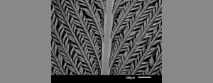 ‘Magnificent’ feathers reveal nature-inspired method to hold and store liquids