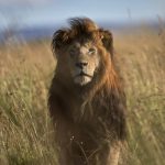 Kenyan pastoralists kill one of Africa’s oldest lions to protect their livestock