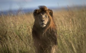 Kenyan pastoralists kill one of Africa’s oldest lions to protect their livestock