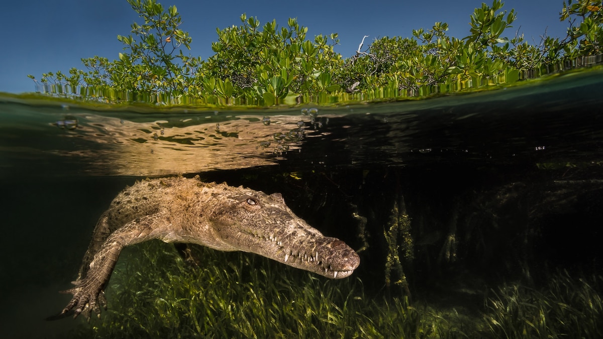 American crocodiles can have ‘virgin births’—here’s what that means