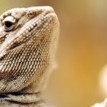 Reptile and Amphibian Pet Care Tips