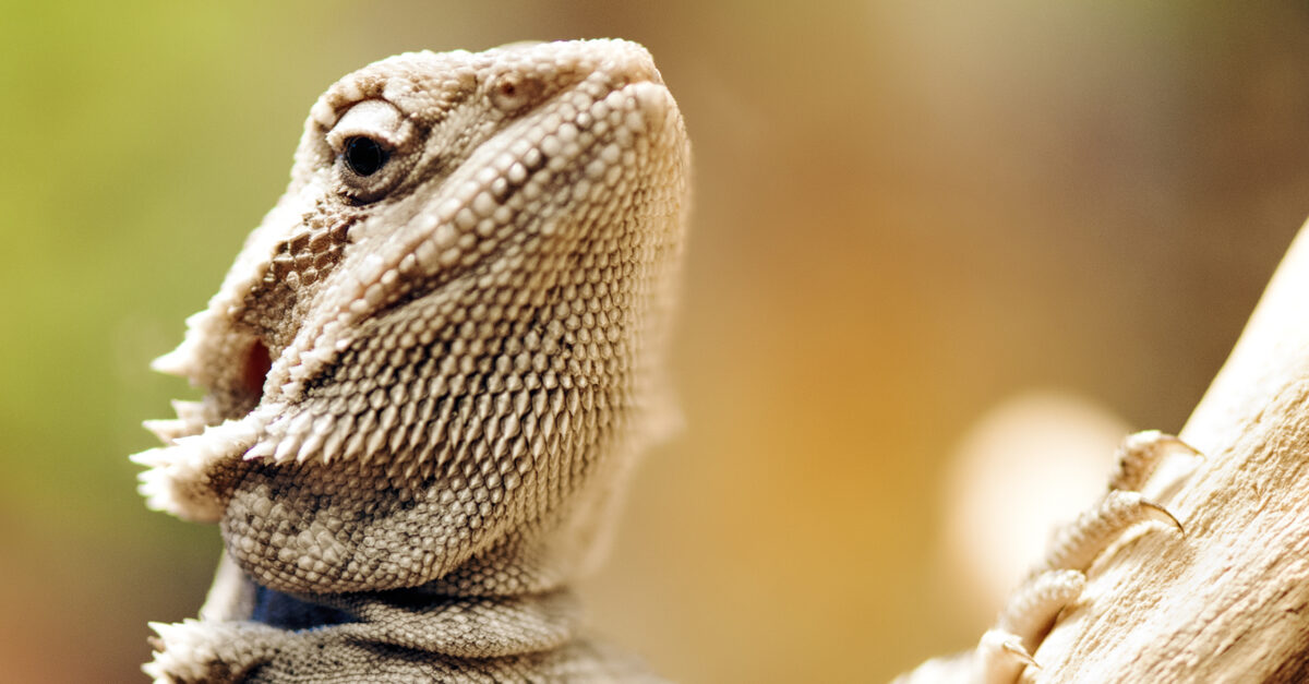 Reptile and Amphibian Pet Care Tips