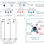 Selection by essential-gene exon knock-in for the generation of efficient cell therapies