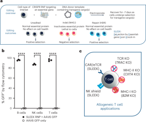 Selection by essential-gene exon knock-in for the generation of efficient cell therapies