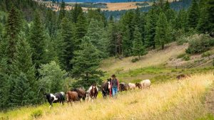 Cowboy country in British Columbia: a taste of pioneer days with a ranch stay