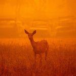 Clouds of wildfire smoke are toxic to humans and animals alike