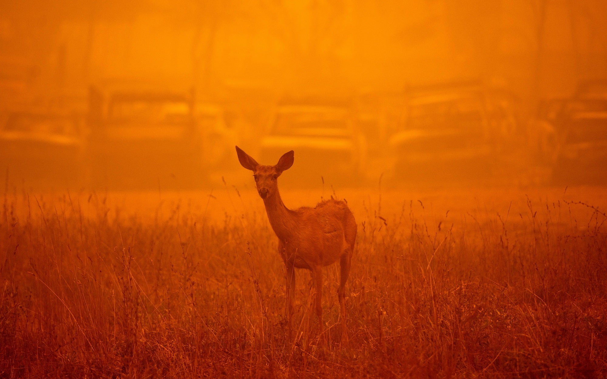 Clouds of wildfire smoke are toxic to humans and animals alike