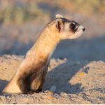 Jackery Partners with WWF on Black-Footed Ferret Restoration Program