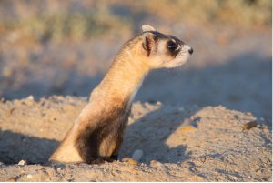 Jackery Partners with WWF on Black-Footed Ferret Restoration Program