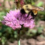 Scientists Sequence Genome of Rusty Patched Bumblebee