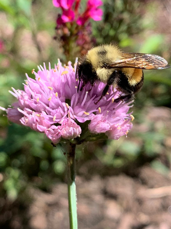 Scientists Sequence Genome of Rusty Patched Bumblebee