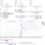 Strand-selective base editing of human mitochondrial DNA using mitoBEs