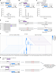 Strand-selective base editing of human mitochondrial DNA using mitoBEs