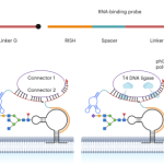 Spatial imaging of glycoRNA in single cells with ARPLA