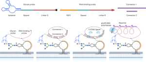 Spatial imaging of glycoRNA in single cells with ARPLA