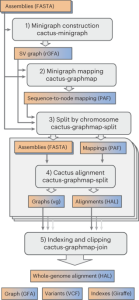 Combining reference genomes into a pangenome graph improves accuracy and reduces bias