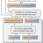 Combining reference genomes into a pangenome graph improves accuracy and reduces bias