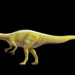 Early spinosaur bones reveal the rise of an unusual dinosaur dynasty