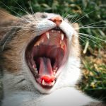 How often should you brush your cat’s teeth?